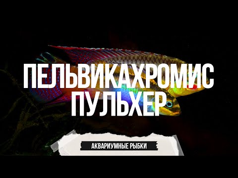 Видео: Очень красивая карликовая цихлида - Пельвикахромис Пульхер