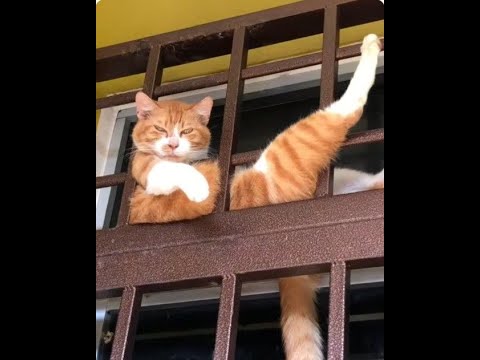 Видео: 😺 Вашей маме зять не нужен? 🐈 Видео смешных кошек и котят! 😻