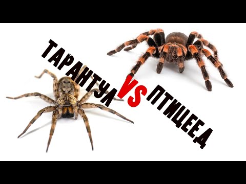 Видео: Как отличить тарантула от птицееда?