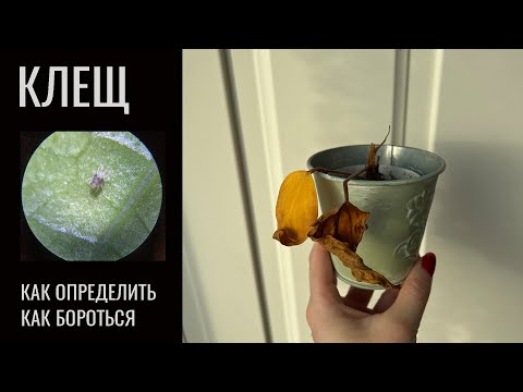 Видео: №37. Самая частая причина гибели комнатных растений. Клещ.