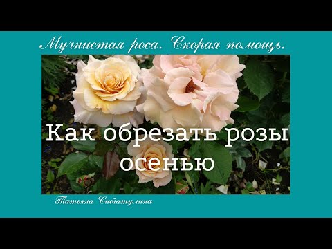 Видео: Розы. Обрезка роз в сентябре. Мучнистая роса -  Скорая помощь