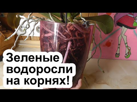 Видео: водоросли в горшке и на корнях орхидеи. признаки неправильного ухода за орхидеей