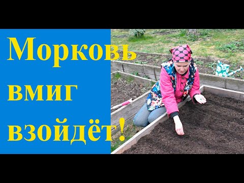 Видео: Посев моркови "под одеяло"