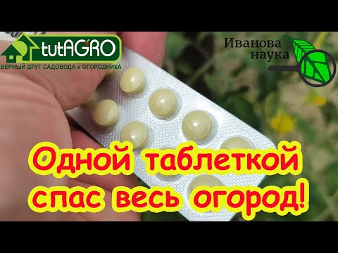 Видео: ОДНОЙ ТАБЛЕТКОЙ СПАС ВЕСЬ ОГОРОД! Кладоспориоз и другие болезни томата и огурца УНИЧТОЖЕНЫ!