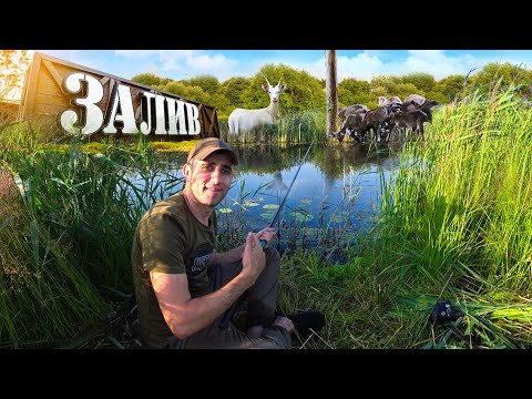 Видео: Рыбалка на болотных заливах. На базе Залив. Лани альбинос Муфлоны