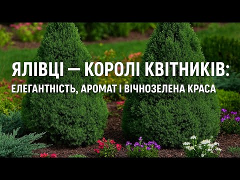 Видео: Ялівці — королі квітників: елегантність, аромат і вічнозелена краса
