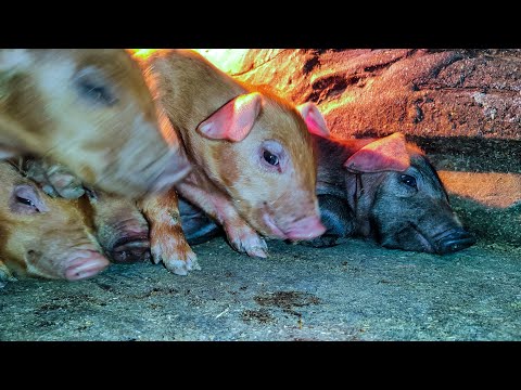 Видео: Опорос свиноматки Поросята Купирую хвостики