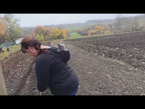 Видео: Садимо полуницю🍓