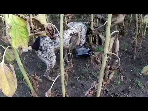 Видео: Охота на голубя с МР-153 и ИЖ-27