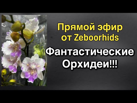 Видео: Самые дорогие орхидеи этого года! ❤️‍🔥🔥🌸