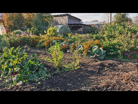 Видео: Огородный сезон близится к концу 20 сентября кругом урожай! Грядки под чеснок.