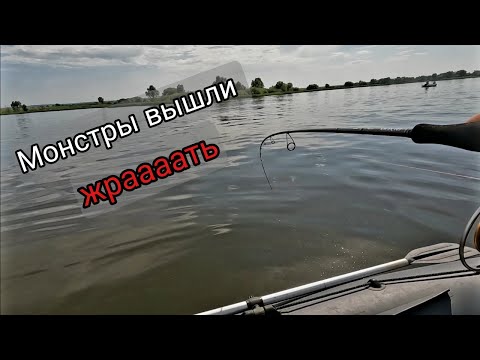 Видео: Огромные окуни монстры вышли на охоту и начали жрать.  С такими окунями и щука не нужна.