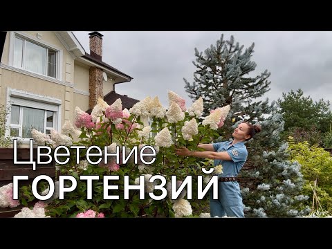 Видео: Обзор сортов. Цветение метельчатых гортензий 2025