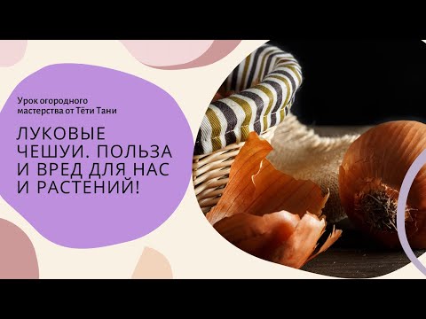 Видео: Луковые ЧЕШУИ. Польза и вред для нас и растений.