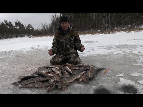 Видео: ВОТ И ПОКОРЁН ПЕРВЫЙ ЛЁД! Крутое открытие зимней рыбалки! Ловля щуки  по перволёдке на жерлицы!