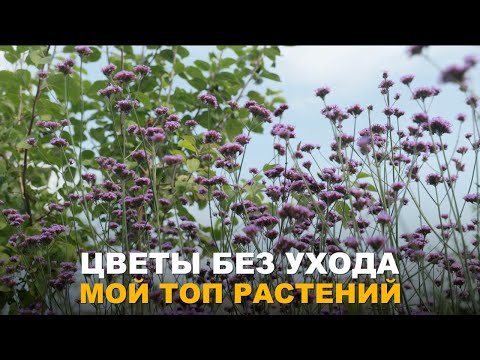 Видео: КРАСИВЫЙ И АРОМАТНЫЙ ЦВЕТНИК С МИНИМАЛЬНЫМ УХОДОМ. Самые неприхотливые цветы, красивые и ароматные.