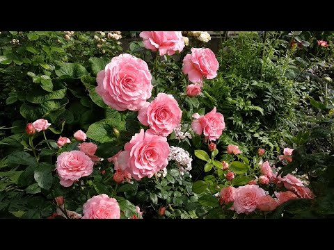 Видео: Саженцы роз весной. Как накрывать саженцы роз при посадке