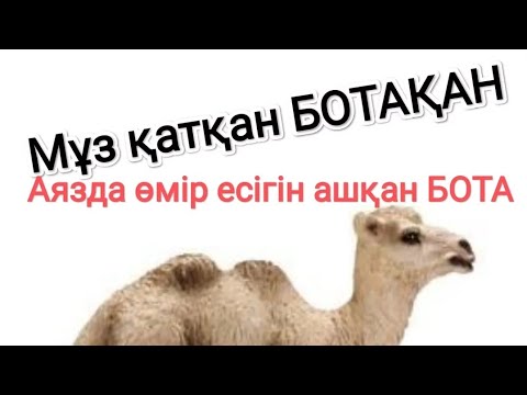 Видео: Мұз қатқан бота. Түйе шаруашылығы.