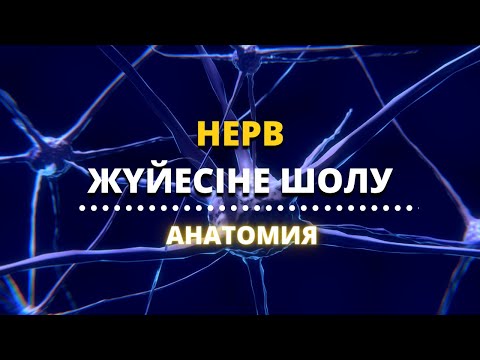 Видео: НЕРВ ЖҮЙЕСІ || ҚЫЗМЕТІ || ҚҰРЫЛЫМДАРЫ || ЖАЛПЫ ШОЛУ