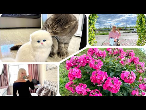 Видео: Покупка с Озон. Магазин Кари. Котики и уход за ними. Влог