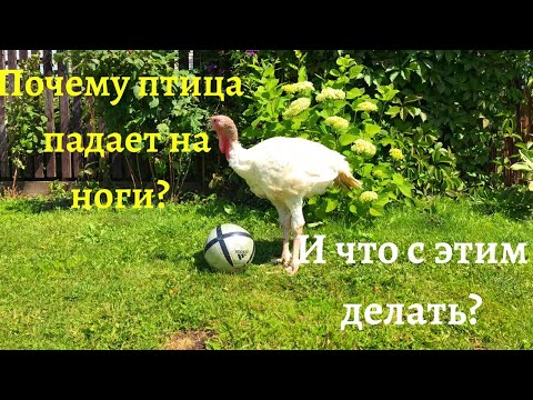 Видео: Почему птица падает на  ноги? И что с этим делать?