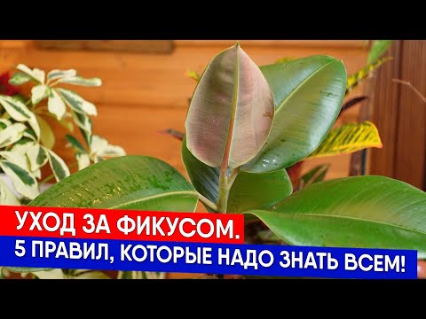 Видео: Уход за фикусом. 5 правил, которые надо знать всем!