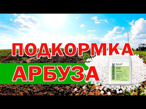 Видео: Подкормка арбуза ✅ 07 06 21