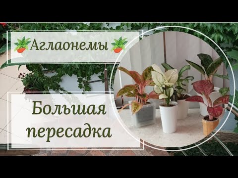 Видео: Любителям пересадок! 😉 Большая, немного нервная🫦, пересадка аглаонем 🪴.