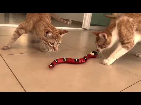 Видео: ВЕСЕЛЫЕ КОШКИ ТВ 😹😹 Прекрасная и милая семья ❤️🥹🥰