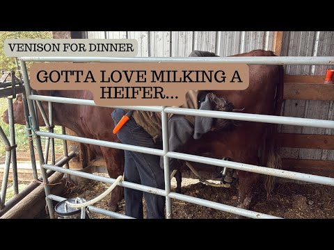 Видео: Теленок, которого вы ждали. Часть 2