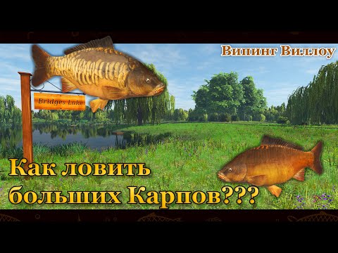 Видео: Fishing Planet. Как ловить больших карпов. Big Carp. (Випинг Виллоу / Weeping Willow)