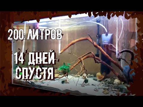 Видео: Аквариум 200 литров #2. Две недели спустя.