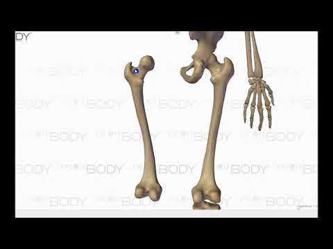 Видео: Аяқ сүйектері