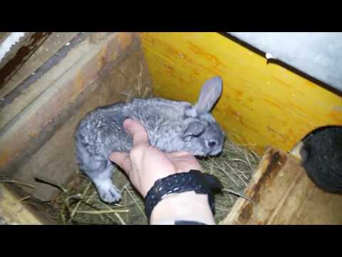 Видео: УЖАС КРОЛИКОВОДСТВА  / Ну это жесть просто