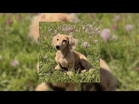 Видео: Летний плейлист, чтобы прочувствовать лето на МАКСИМУМ #playlist #лето