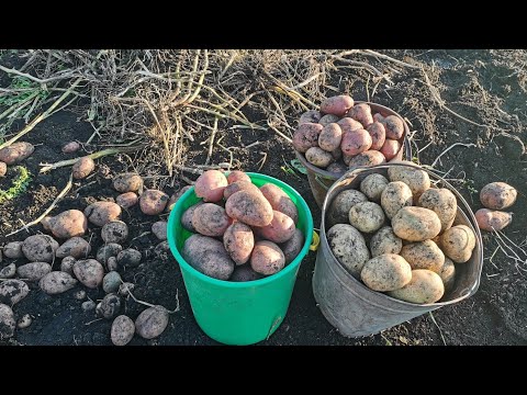 Видео: Выкопали огород картофеля в деревне 6 сентября урожай порадовал! Жизнь в селе.