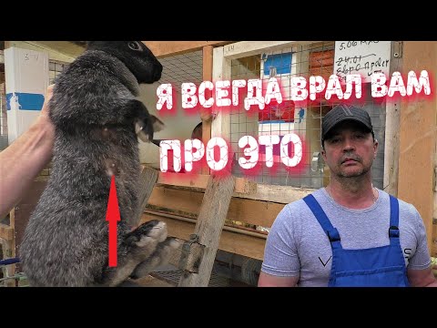 Видео: ПОЧЕМУ КРОЛИКИ НЕ ВРУТ Кролики содержание и разведение