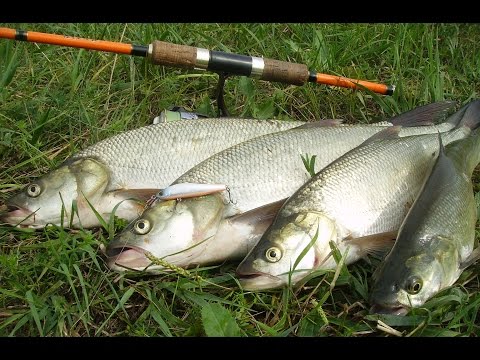 Видео: ZipBaits Rigge 56 S-Line . Ловля Жереха !