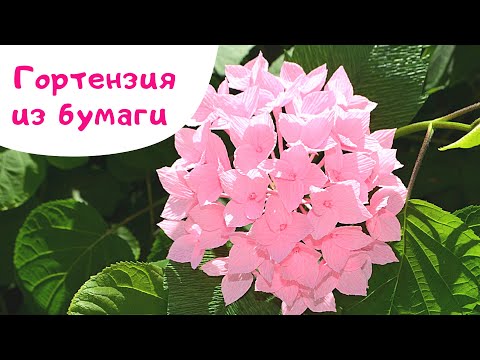 Видео: Гортензия из гофрированной бумаги / Hydrangea DIY