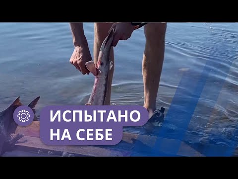 Видео: Испытано на себе: Ловля осетра