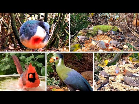 Видео: Я никогда не видел столько видов птиц в одном ВОЛЬЕРЕ 😱 (Зяблики и мягкоклювые)