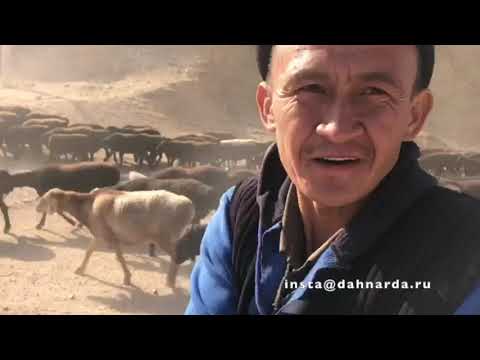 Видео: Гиссарские овцы и аборигенные САО Таджикистана саги дахмарда на перегоне, репортаж Хочи Абдулхайра.