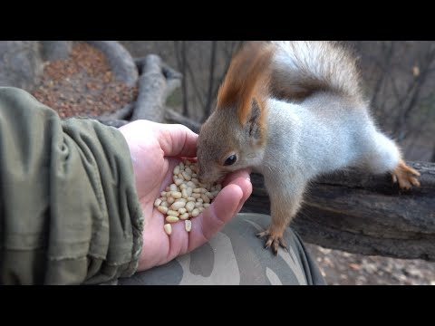 Видео: Толстая и Белка с хвостиком. Зарисовка / Tolstaya and Squirrel with a tail. The sketch