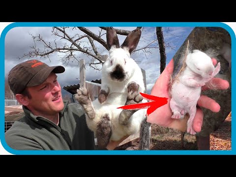Видео: 19 БЕРЕМЕННЫХ... А Я ОДИН! КАК ЭТО БЫЛО. Подготовка, роды, потери.