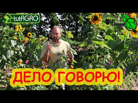 Видео: ОБЕЗЗАРАЖИВАНИЕ ПОЧВЫ ПОСЛЕ УБОРКИ УРОЖАЯ. Чем опрыскать против инфекции: по голой почве и сидератам