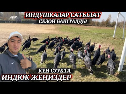 Видео: НООКАТТАН ИНДЮКТАР САТЫЛАТ / 20 октябрь 2025  Жыл