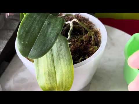 Видео: Орхидеи с бородой воздушных Корней! Первый полив после пересадки
