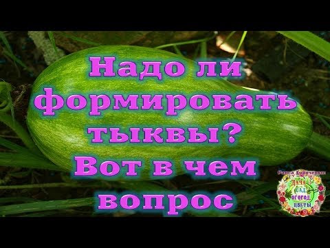Видео: Надо ли формировать тыквы? Вот в чем вопрос