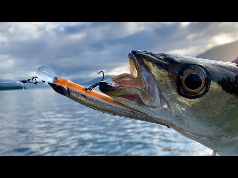 Видео: Эти воблера ловят в Норвегии?! РАСПАКОВКА и рыбалка на воблера Probaits в Норвегии