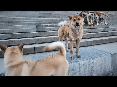 Видео: Бездомная собака неотступно следует за домашней, в глубине души мечтая о тёплом доме.